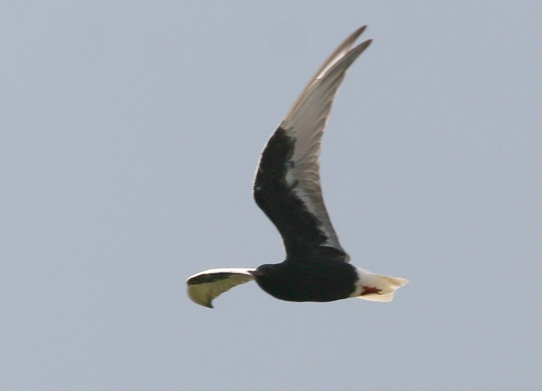 Mignattino alibianche Chlidonias leucopterus